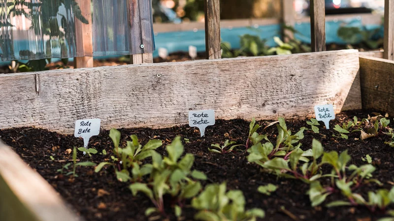 Ein Blumenkasten mit Rote-Beete-Pflanzen