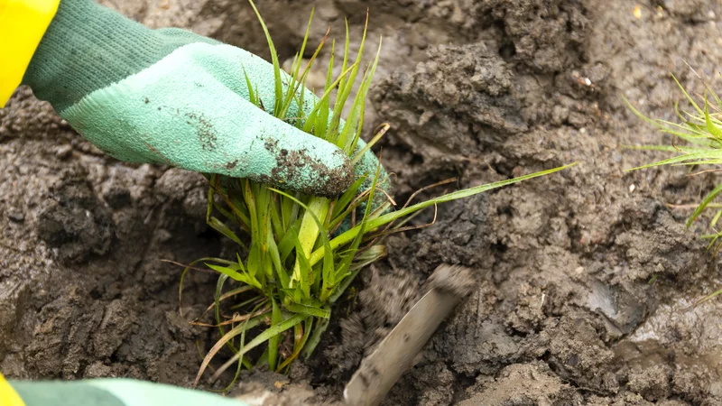 Eine Pflanze wird von behandschuhten Händen ausgegraben